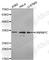 Heterogeneous Nuclear Ribonucleoprotein C (C1/C2) antibody, A0057, ABclonal Technology, Western Blot image 