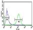 RAB27B, Member RAS Oncogene Family antibody, F48961-0.4ML, NSJ Bioreagents, Western Blot image 