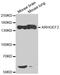 Rho/Rac Guanine Nucleotide Exchange Factor 2 antibody, MBS126760, MyBioSource, Western Blot image 