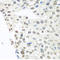 TAR DNA Binding Protein antibody, LS-C748456, Lifespan Biosciences, Immunohistochemistry frozen image 
