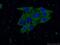 Ras-related protein Rab-18 antibody, 60057-1-Ig, Proteintech Group, Immunofluorescence image 