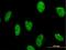N-Methylpurine DNA Glycosylase antibody, H00004350-M04, Novus Biologicals, Immunofluorescence image 