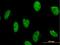 DNA-3-methyladenine glycosylase antibody, H00004350-M04, Novus Biologicals, Immunofluorescence image 