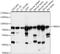 Transforming Growth Factor Beta Regulator 4 antibody, A15753, ABclonal Technology, Western Blot image 
