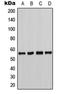 Checkpoint Kinase 1 antibody, LS-C352007, Lifespan Biosciences, Western Blot image 
