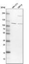 TBC1 Domain Family Member 5 antibody, PA5-57166, Invitrogen Antibodies, Western Blot image 