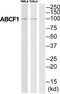 ATP-binding cassette sub-family F member 1 antibody, TA313409, Origene, Western Blot image 