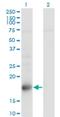 TSC22 Domain Family Member 1 antibody, H00008848-M01, Novus Biologicals, Western Blot image 