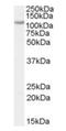 VDP p115 antibody, orb19128, Biorbyt, Western Blot image 