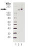 EGFR antibody, ADI-905-753-100, Enzo Life Sciences, Western Blot image 