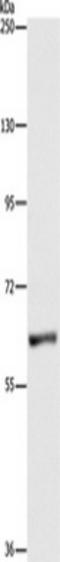 Ubiquilin-1 antibody, TA349560, Origene, Western Blot image 