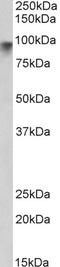 Neuroligin 2 antibody, LS-B10289, Lifespan Biosciences, Western Blot image 