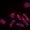 Heat Shock Protein Family D (Hsp60) Member 1 antibody, LS-B16075, Lifespan Biosciences, Immunofluorescence image 