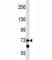 Lysyl Oxidase Like 3 antibody, F42503-0.4ML, NSJ Bioreagents, Western Blot image 