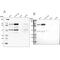 Non-SMC Condensin I Complex Subunit H antibody, PA5-51727, Invitrogen Antibodies, Western Blot image 