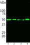 Calreticulin antibody, NBP2-50053, Novus Biologicals, Western Blot image 
