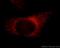 Pyridoxal Dependent Decarboxylase Domain Containing 1 antibody, 21021-1-AP, Proteintech Group, Immunofluorescence image 