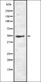 ORAI Calcium Release-Activated Calcium Modulator 1 antibody, orb336945, Biorbyt, Western Blot image 
