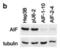 Apoptosis Inducing Factor Mitochondria Associated 1 antibody, 2267, QED Bioscience, Western Blot image 