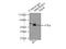 Perilipin 3 antibody, 10694-1-AP, Proteintech Group, Immunoprecipitation image 