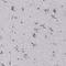 Carboxypeptidase Q antibody, HPA023235, Atlas Antibodies, Immunohistochemistry frozen image 