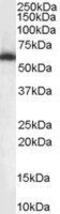 Non-POU Domain Containing Octamer Binding antibody, GTX89315, GeneTex, Western Blot image 