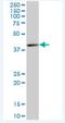 KH RNA Binding Domain Containing, Signal Transduction Associated 3 antibody, H00010656-B01P-50ug, Novus Biologicals, Western Blot image 