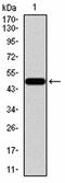 1-Aminocyclopropane-1-Carboxylate Synthase Homolog (Inactive) antibody, orb325430, Biorbyt, Western Blot image 