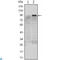 Kruppel Like Factor 4 antibody, LS-C812624, Lifespan Biosciences, Western Blot image 