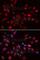 Cholinergic Receptor Muscarinic 5 antibody, A5367, ABclonal Technology, Immunofluorescence image 