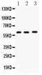 Flavin Containing Dimethylaniline Monoxygenase 5 antibody, PA5-79277, Invitrogen Antibodies, Western Blot image 
