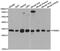 Proteasome Activator Subunit 2 antibody, abx004261, Abbexa, Western Blot image 