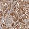 BAI1 Associated Protein 2 antibody, HPA027421, Atlas Antibodies, Immunohistochemistry paraffin image 