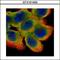 Cystatin B antibody, GTX101458, GeneTex, Immunofluorescence image 