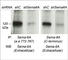 Semaphorin 6A antibody, SP5361, ECM Biosciences, Immunoprecipitation image 