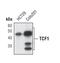 Transcription Factor 7 antibody, MA5-14972, Invitrogen Antibodies, Western Blot image 