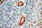 Melanoma Cell Adhesion Molecule antibody, 17564-1-AP, Proteintech Group, Immunohistochemistry frozen image 