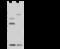 Thioredoxin, mitochondrial antibody, 12557-T62, Sino Biological, Western Blot image 