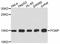 Proteasome Maturation Protein antibody, STJ111551, St John