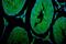 Cyp17 antibody, A00615-3, Boster Biological Technology, Immunofluorescence image 