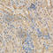 SRBP1 antibody, A1592, ABclonal Technology, Immunohistochemistry paraffin image 