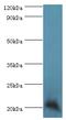 GM2 Ganglioside Activator antibody, MBS715286, MyBioSource, Western Blot image 