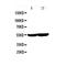 Cytochrome P450 Family 2 Subfamily E Member 1 antibody, PA5-79132, Invitrogen Antibodies, Western Blot image 