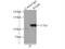 Rap Associating With DIL Domain antibody, 20284-1-AP, Proteintech Group, Immunoprecipitation image 