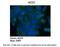 Aconitase 1 antibody, PA5-41753, Invitrogen Antibodies, Immunohistochemistry paraffin image 