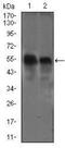 Dynactin Subunit 4 antibody, NBP2-37399, Novus Biologicals, Western Blot image 