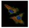 Cysteine And Glycine Rich Protein 3 antibody, NBP1-32974, Novus Biologicals, Immunocytochemistry image 