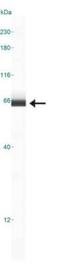 Acyl-CoA Synthetase Long Chain Family Member 1 antibody, NB110-99585, Novus Biologicals, Western Blot image 