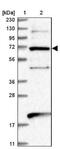 Eukaryotic Elongation Factor, Selenocysteine-TRNA Specific antibody, NBP1-83992, Novus Biologicals, Western Blot image 