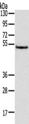 Tripartite Motif Containing 14 antibody, CSB-PA908056, Cusabio, Western Blot image 